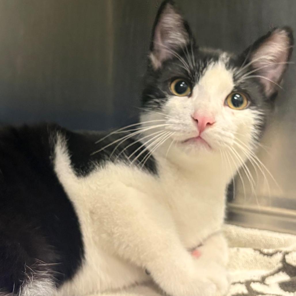 Enlarge Boomer, a Adoptable Domestic Short Hair in East Hanover, NJ image 3/3