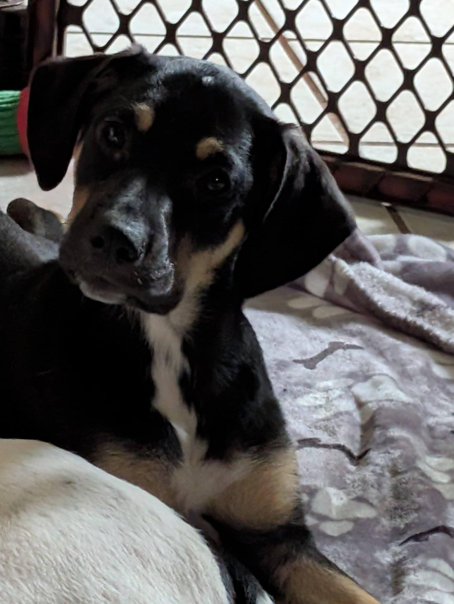 Enlarge Ruthie, a Adoptable mixed breed in Crystal, MN image 1/3