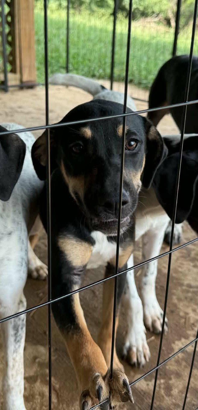 Enlarge Ruthie, a Adoptable mixed breed in Crystal, MN image 3/3