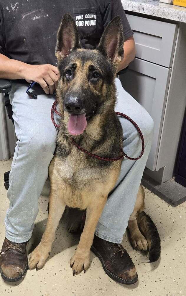 Captain, Adoptable, Adult Male German Shepherd Dog.