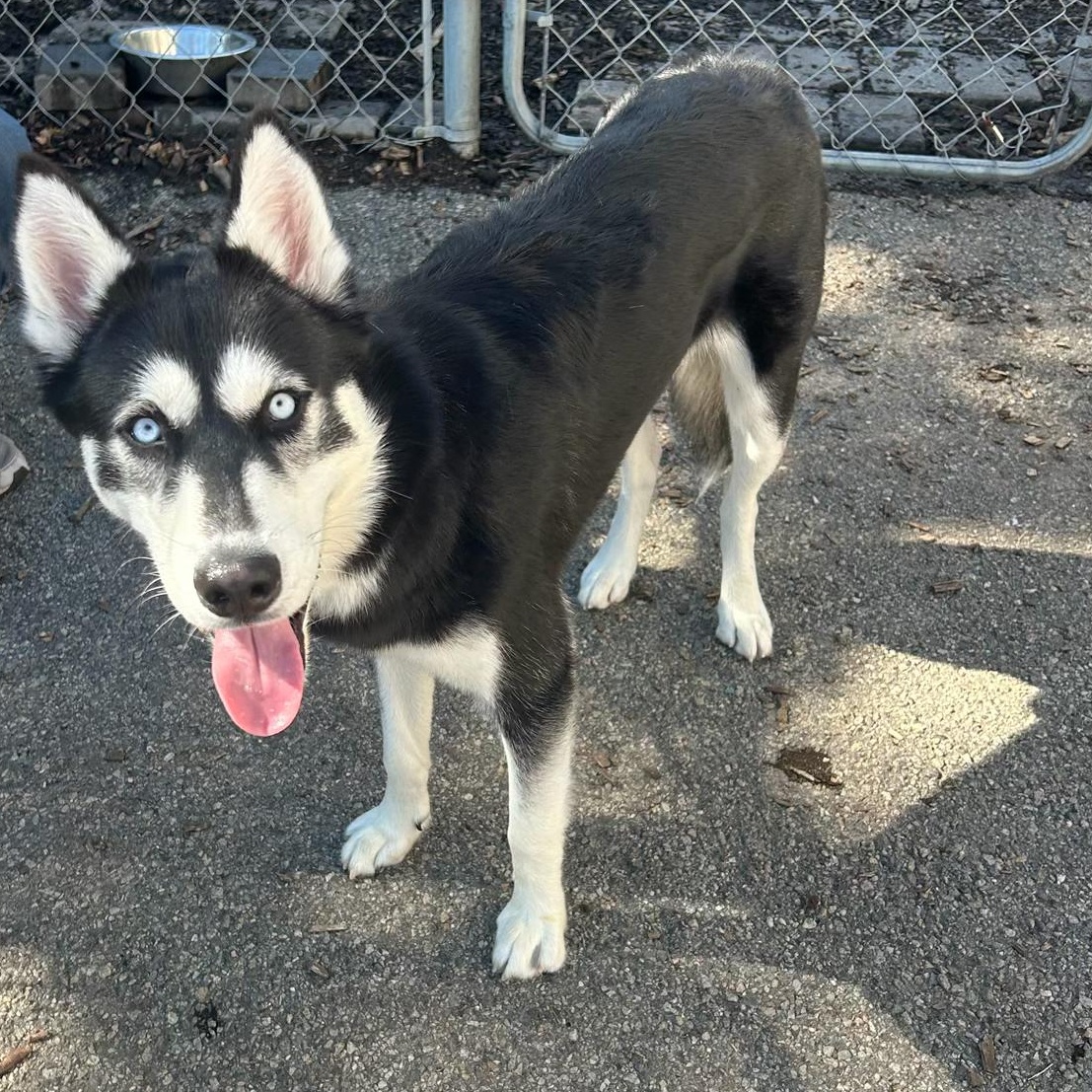 Enlarge Max, a Adoptable Husky in Ringwood, NJ image 2/6