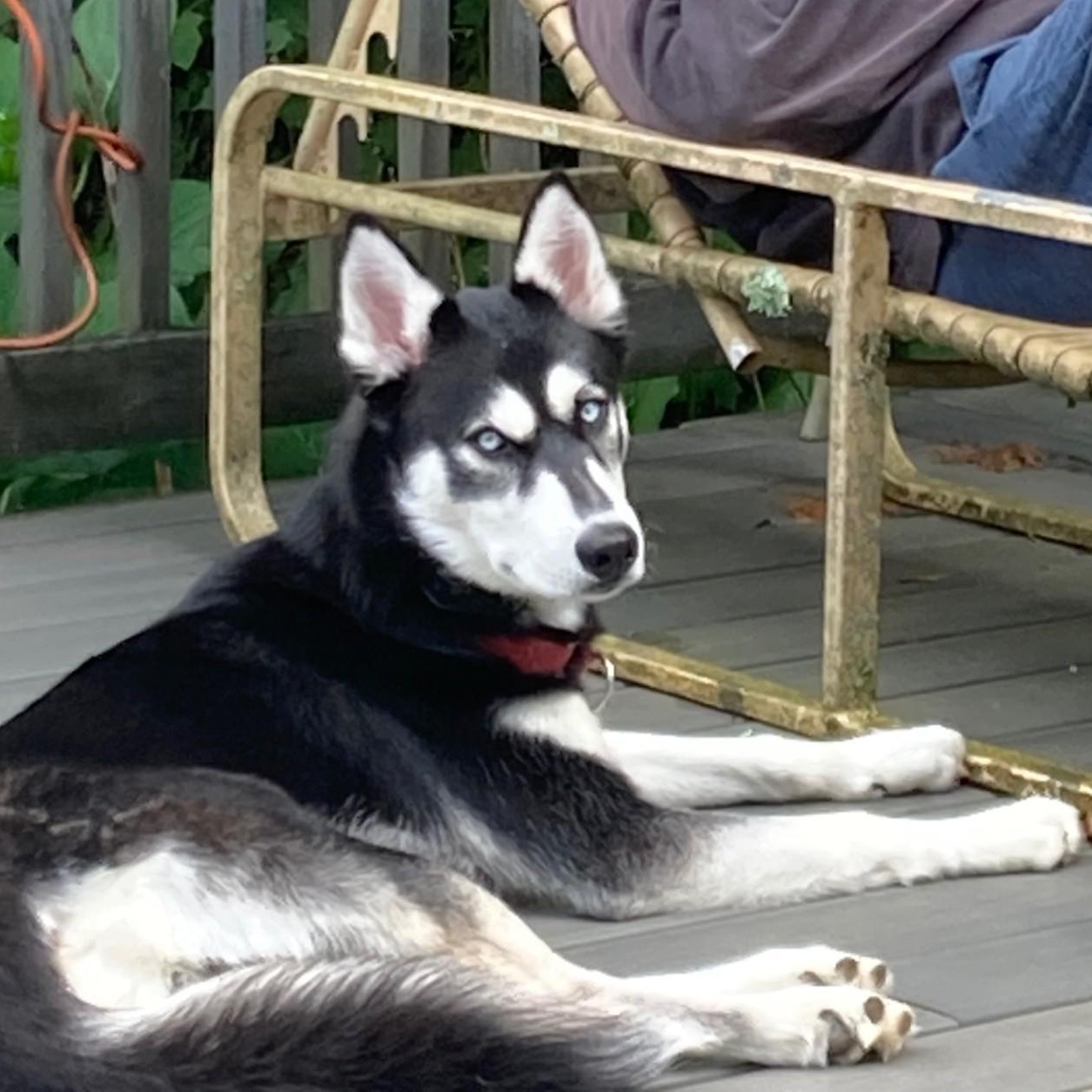 Enlarge Max, a Adoptable Husky in Ringwood, NJ image 3/6