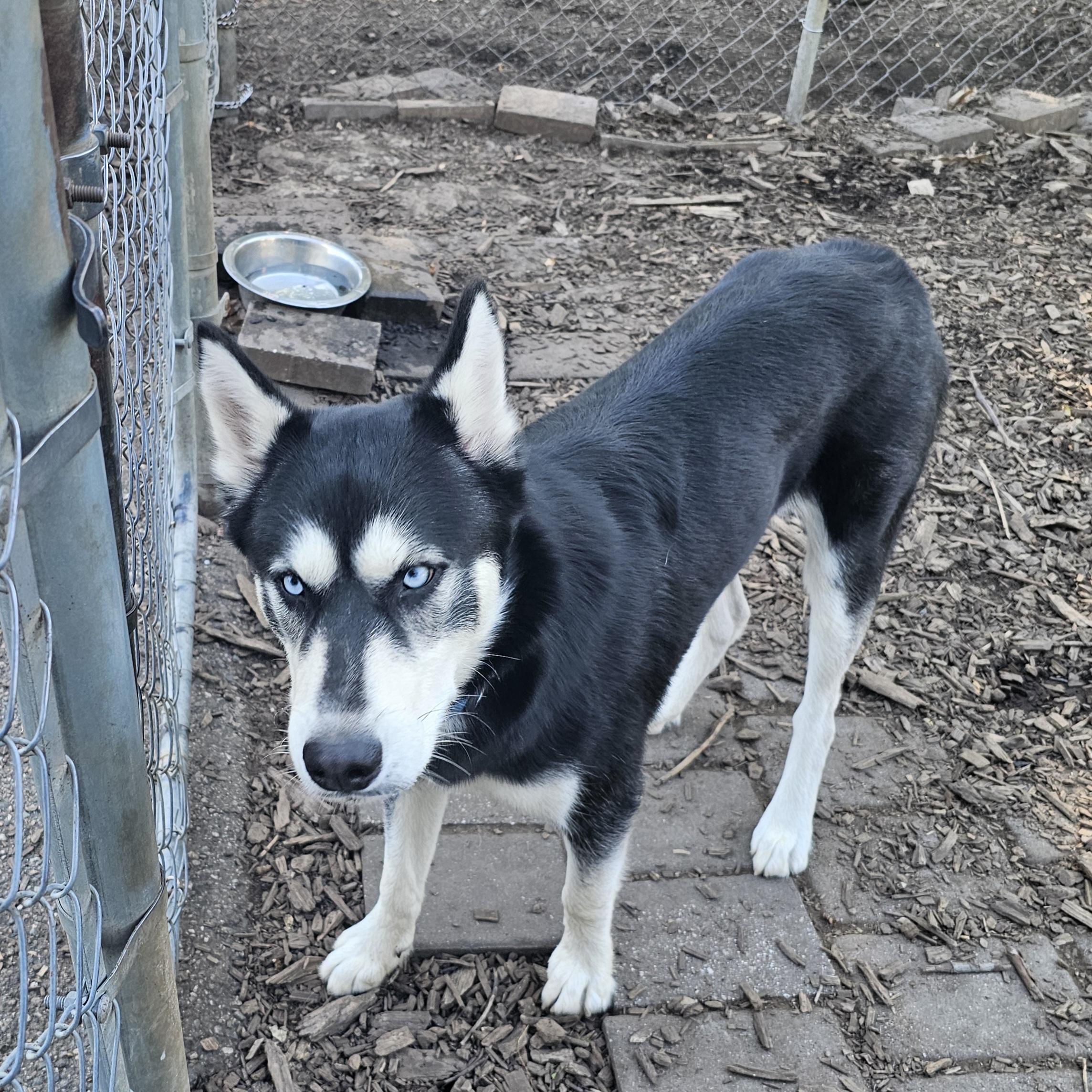 Enlarge Max, a Adoptable Husky in Ringwood, NJ image 5/6