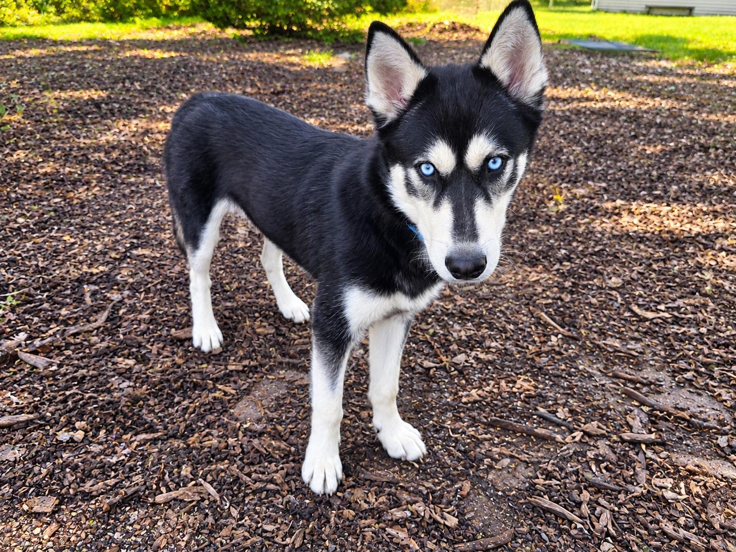 Enlarge Max, a Adoptable Husky in Ringwood, NJ image 4/6