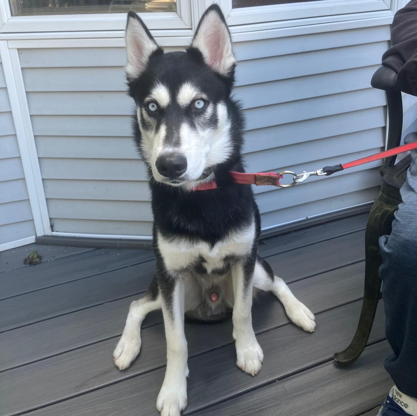Enlarge Max, a Adoptable Husky in Ringwood, NJ image 1/6