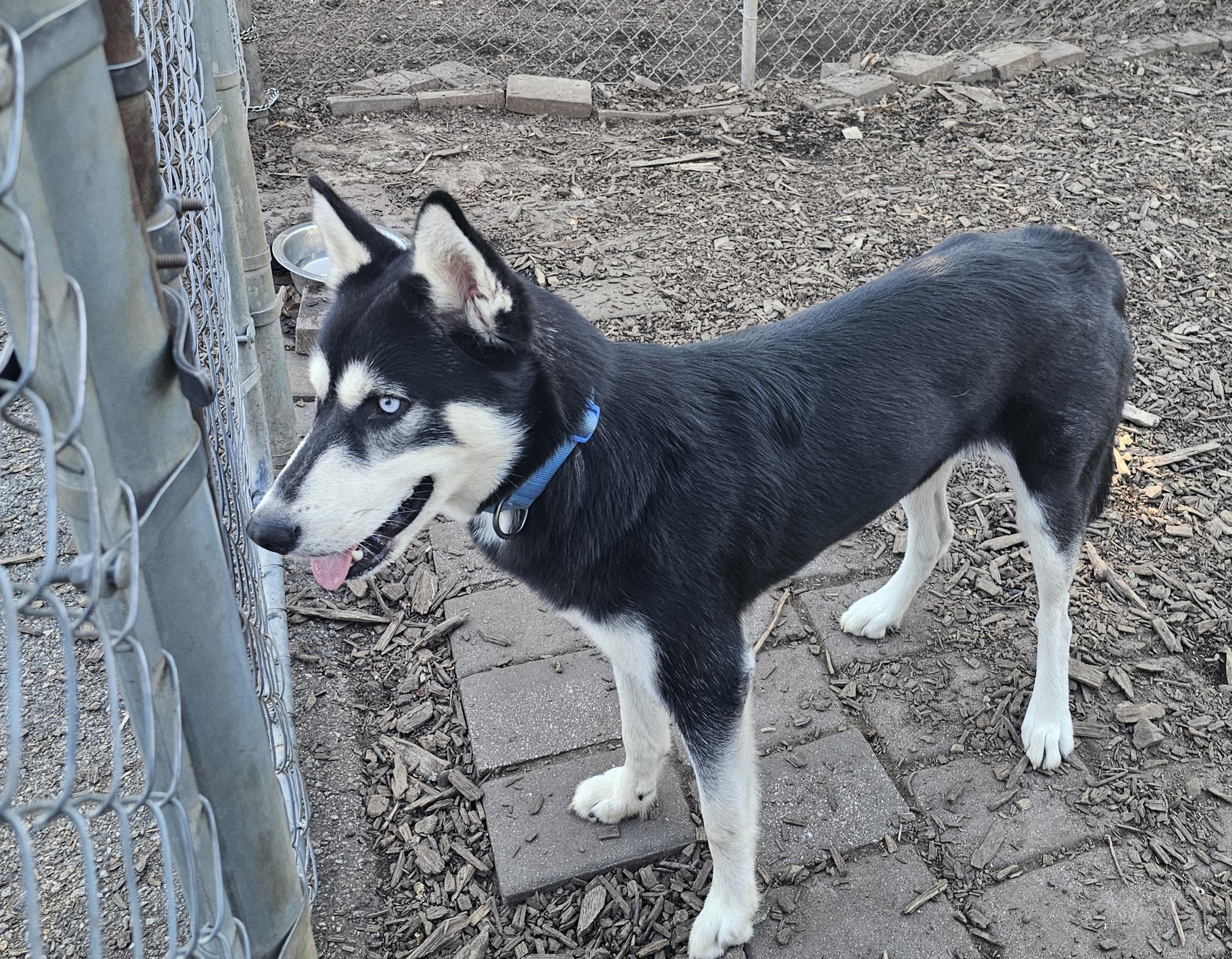 Enlarge Max, a Adoptable Husky in Ringwood, NJ image 6/6