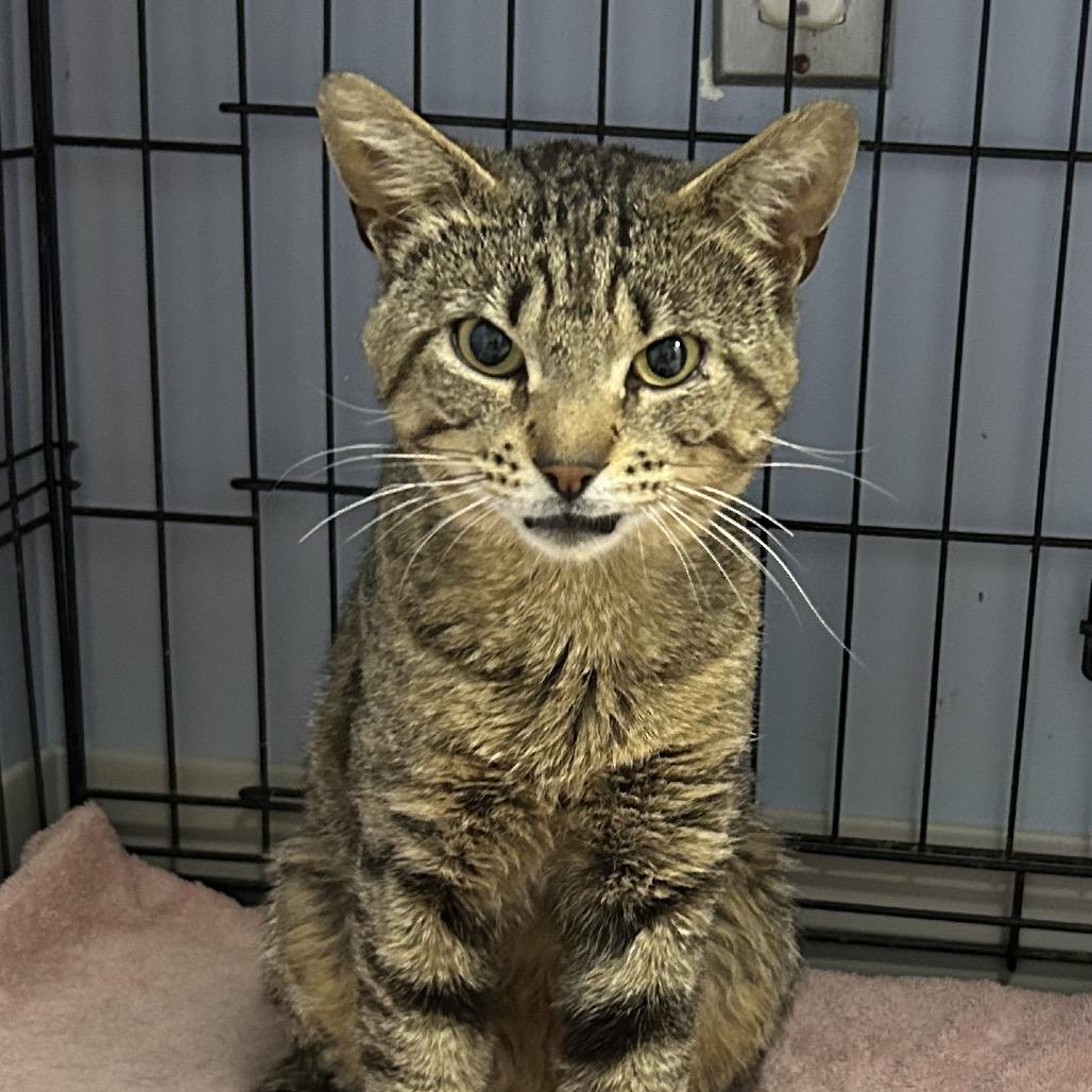 Enlarge Spritzer, a Adoptable Domestic Short Hair in Oyster Bay, NY image 1/3