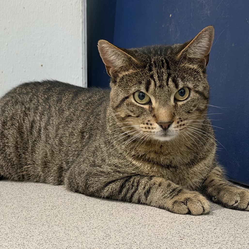 Enlarge Spritzer, a Adoptable Domestic Short Hair in Oyster Bay, NY image 2/3