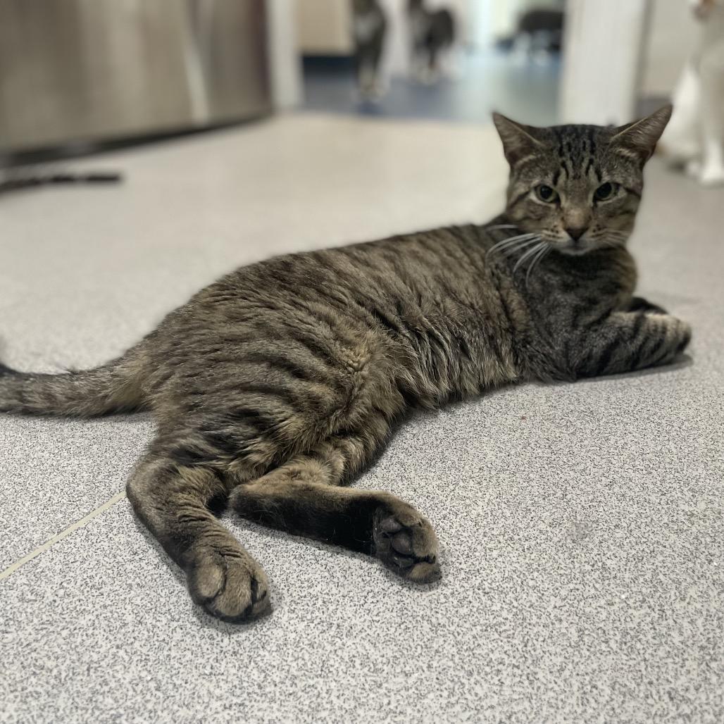 Enlarge Spritzer, a Adoptable Domestic Short Hair in Oyster Bay, NY image 3/3