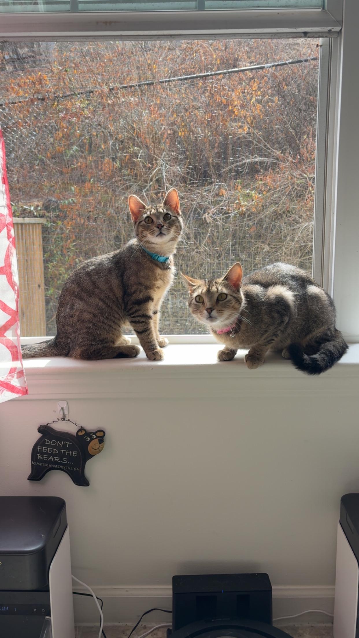 Enlarge Pork and Beef, a ADOPTABLE Domestic Short Hair in Morgantown, WV image 5/5