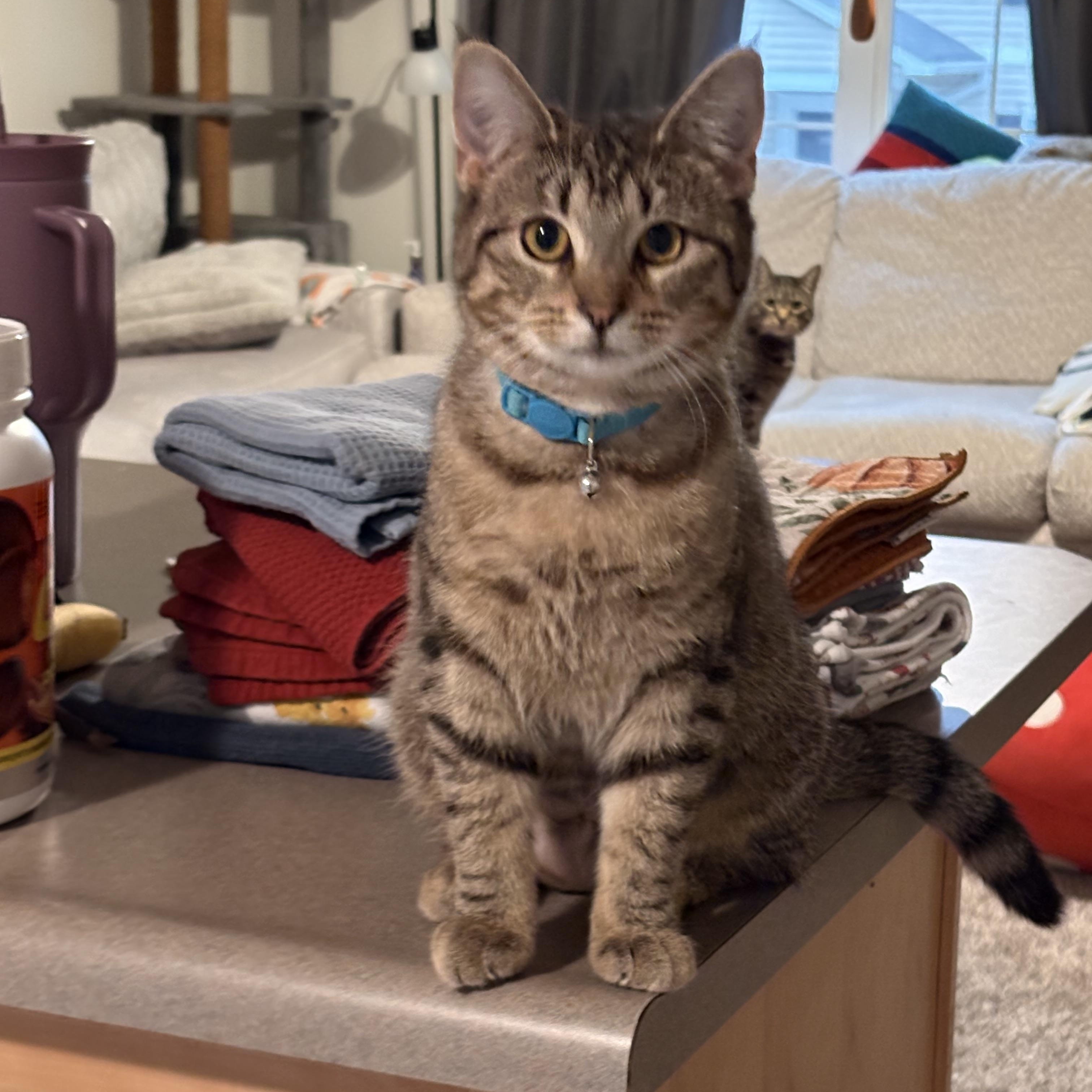 Enlarge Pork and Beef, a ADOPTABLE Domestic Short Hair in Morgantown, WV image 2/5