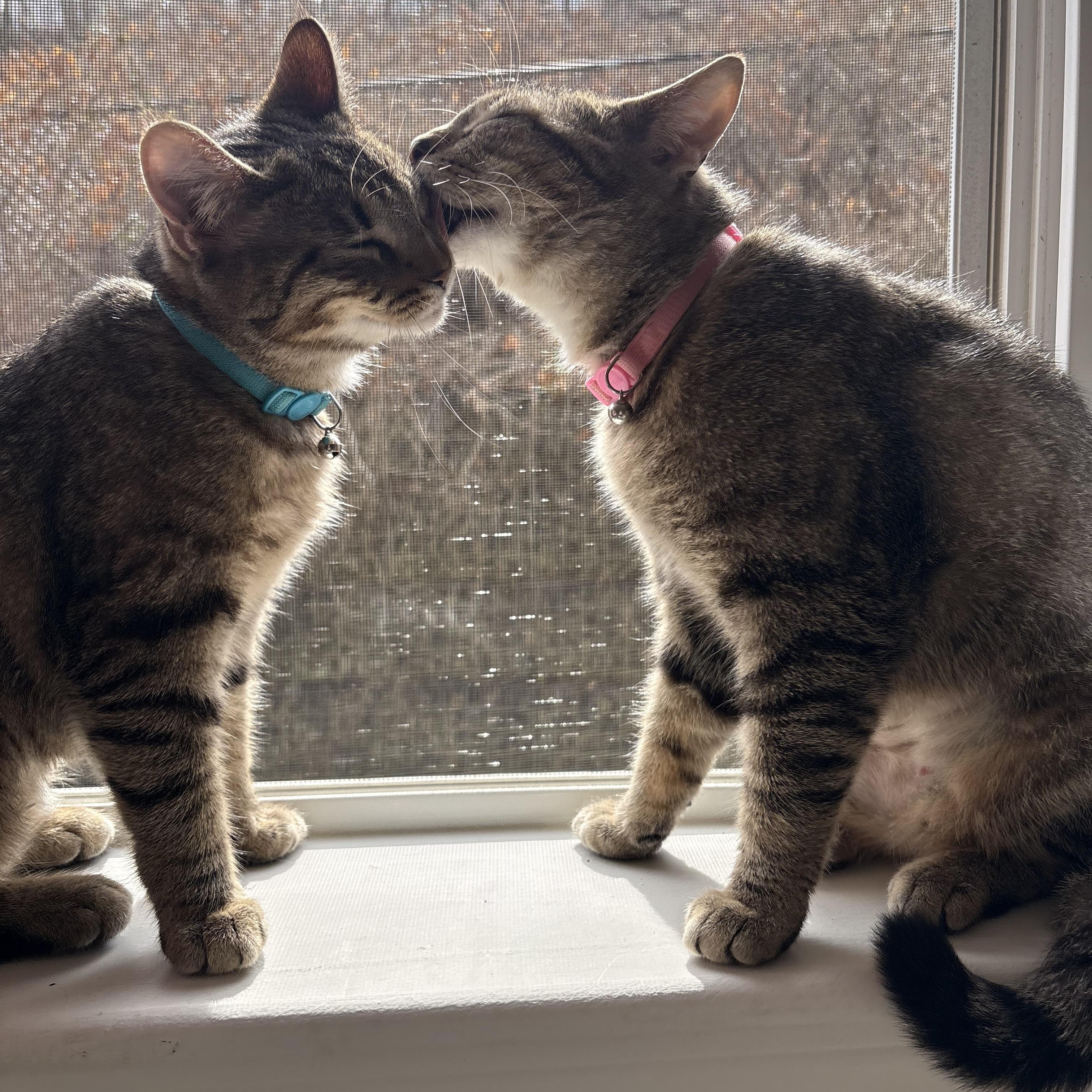 Pork and Beef, ADOPTABLE, Young Female Domestic Short Hair.