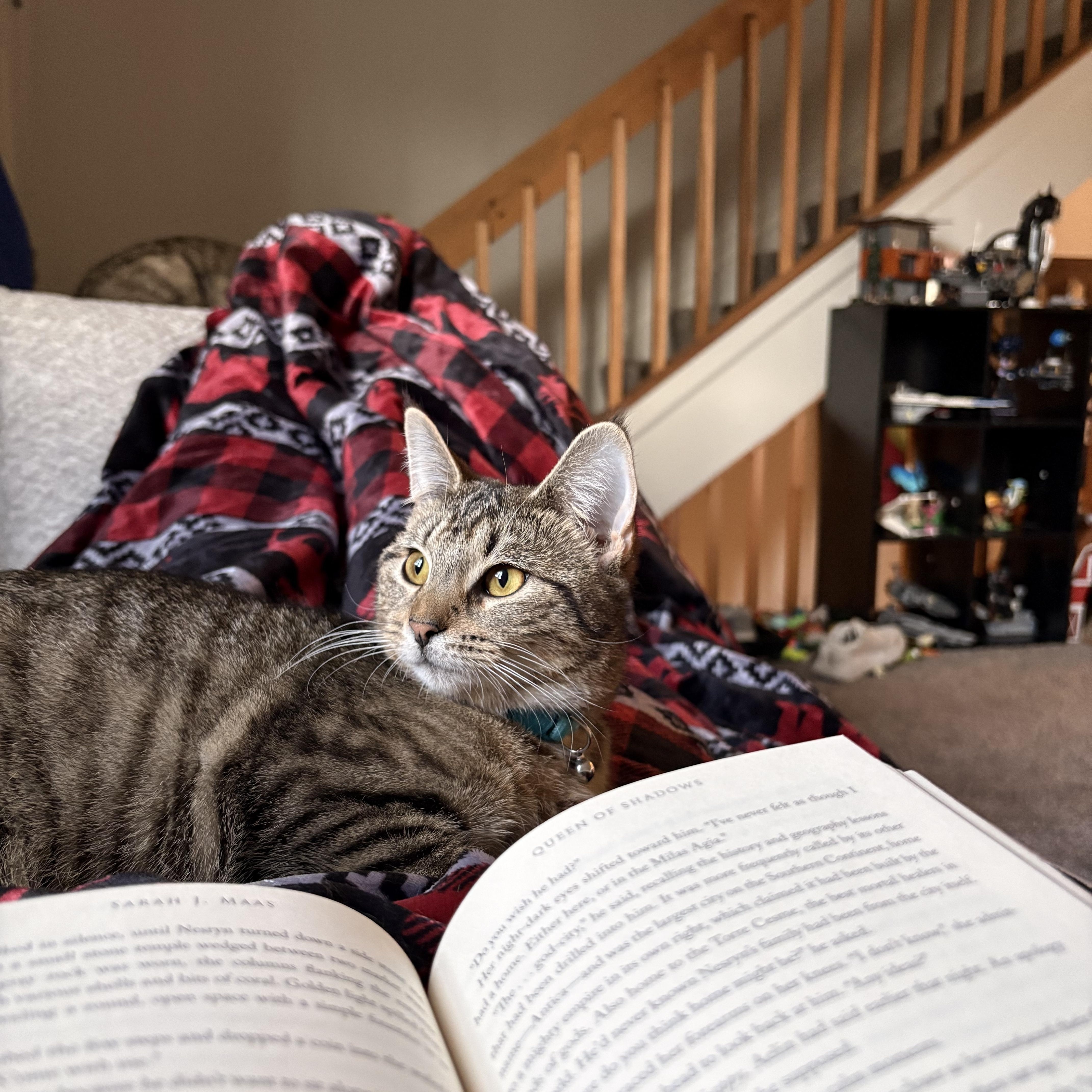 Enlarge Pork and Beef, a ADOPTABLE Domestic Short Hair in Morgantown, WV image 3/5