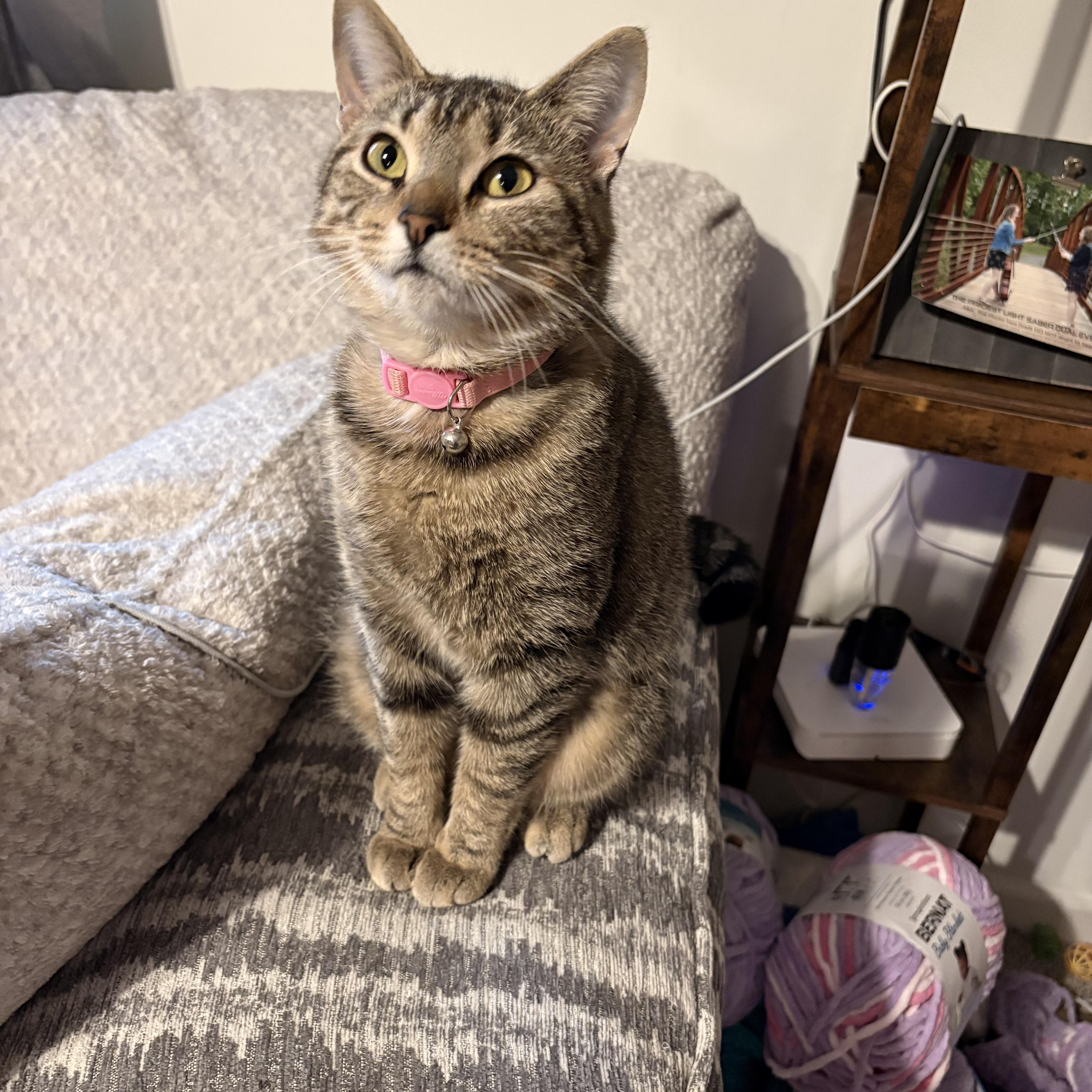 Enlarge Pork and Beef, a ADOPTABLE Domestic Short Hair in Morgantown, WV image 4/5