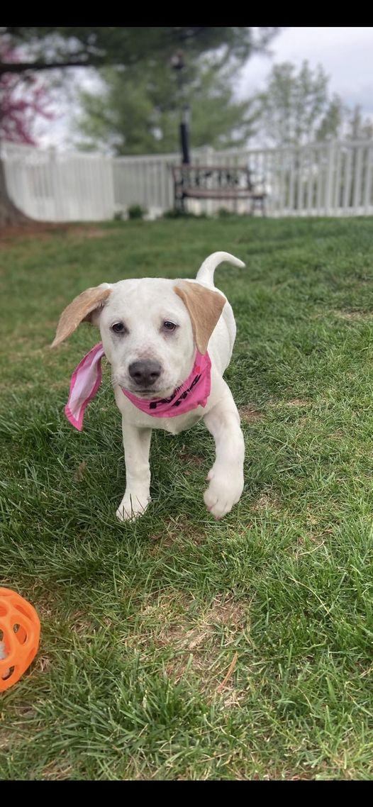 Enlarge Dixie nka Sunny, a Adopted mixed breed in Florissant, MO image 1/2