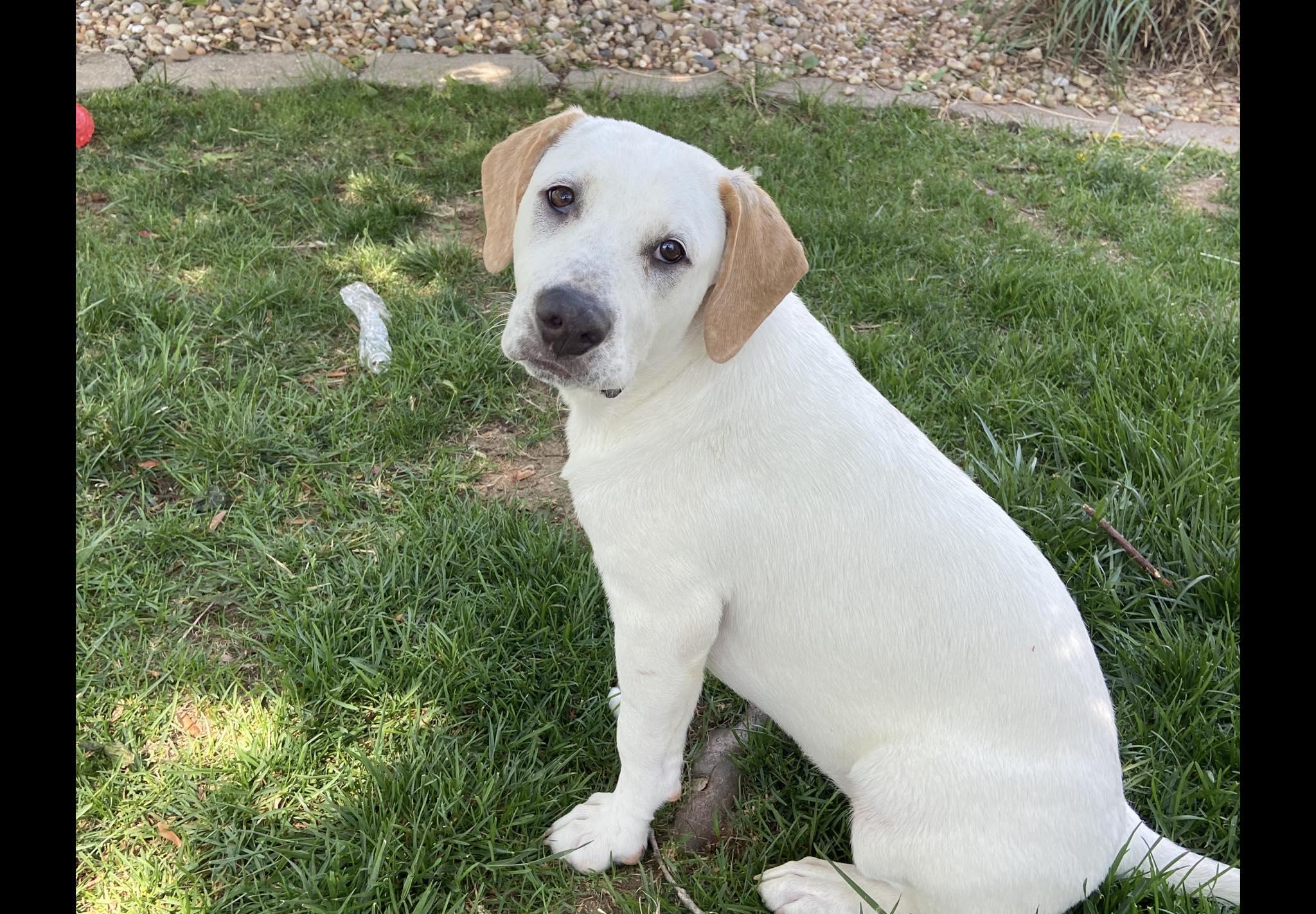 Enlarge Dixie nka Sunny, a Adopted mixed breed in Florissant, MO image 2/2