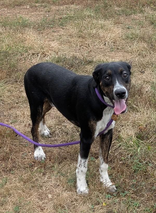 Enlarge Rebel, a Adoptable mixed breed in Osage Beach, MO image 1/1