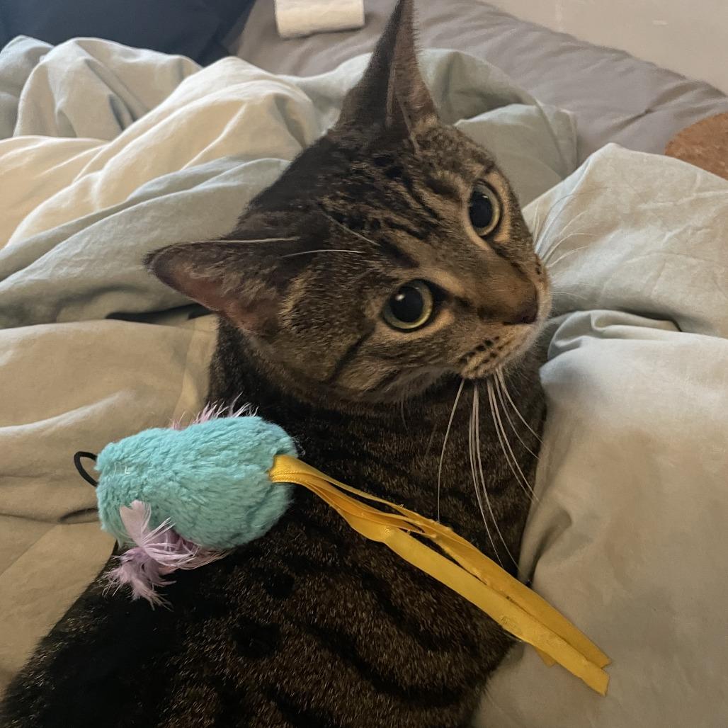 Enlarge Calista 2, a Adoptable Domestic Short Hair in Middle Village, NY image 1/6