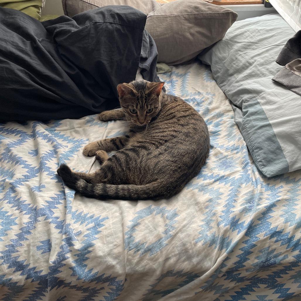 Enlarge Calista 2, a Adoptable Domestic Short Hair in Middle Village, NY image 2/6