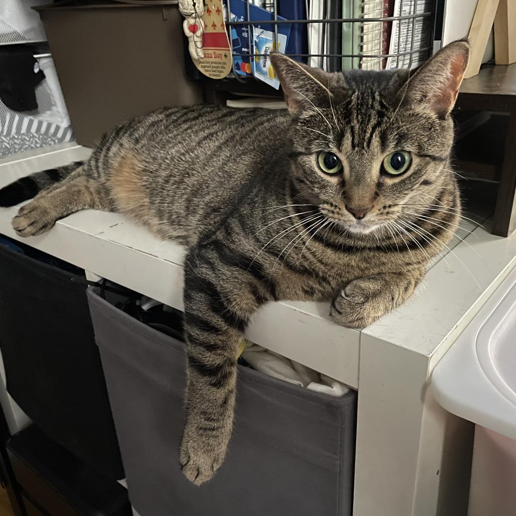 Enlarge Calista 2, a Adoptable Domestic Short Hair in Middle Village, NY image 3/6