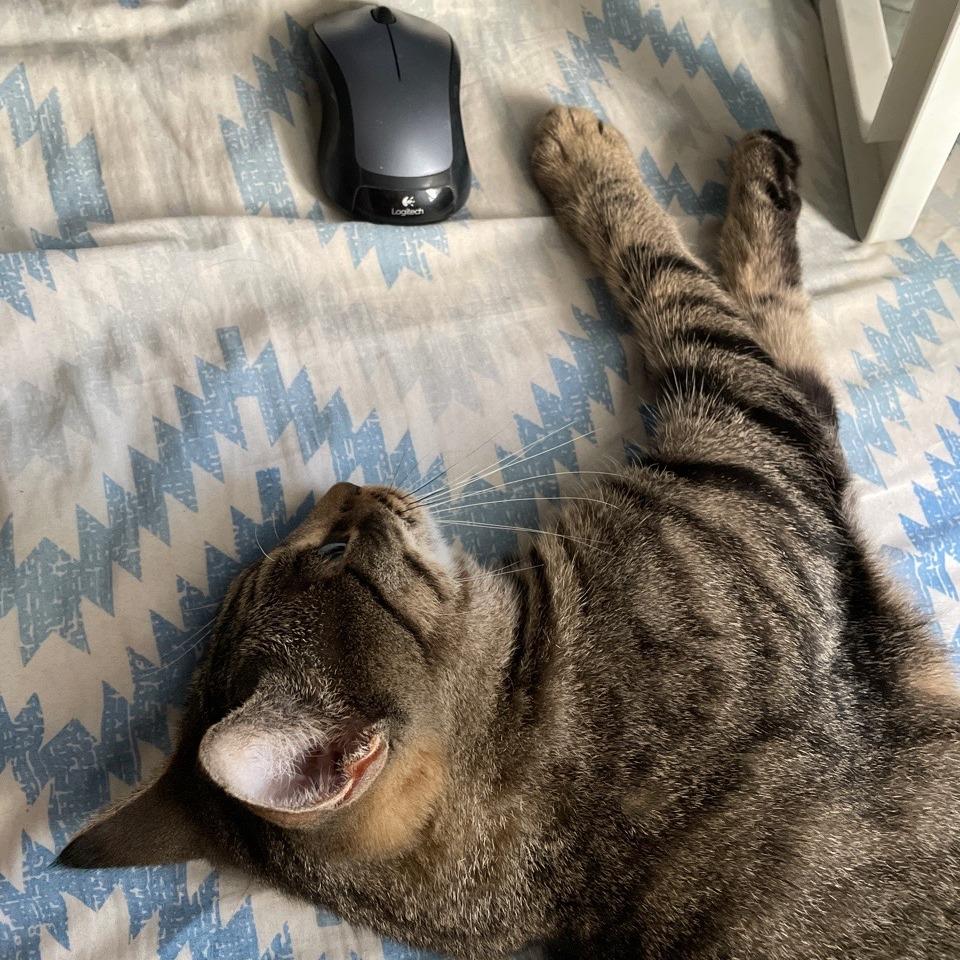 Enlarge Calista 2, a Adoptable Domestic Short Hair in Middle Village, NY image 4/6