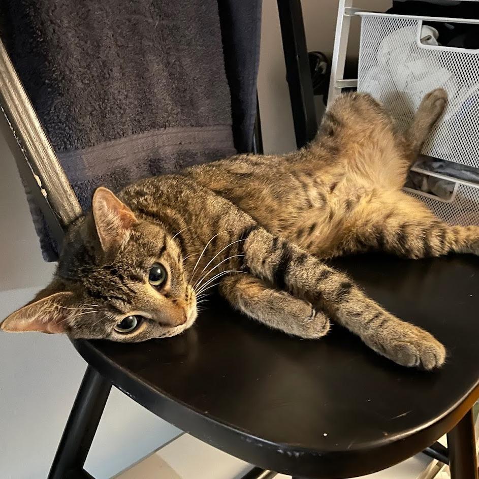 Enlarge Calista 2, a Adoptable Domestic Short Hair in Middle Village, NY image 5/6