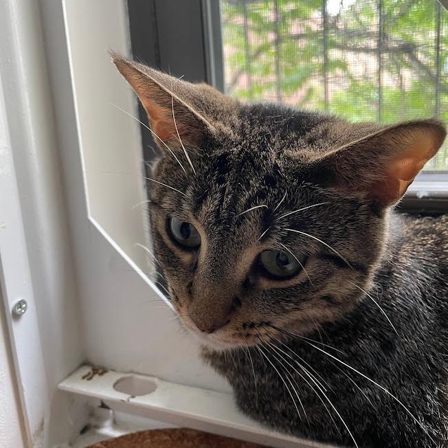 Enlarge Calista 2, a Adoptable Domestic Short Hair in Middle Village, NY image 6/6