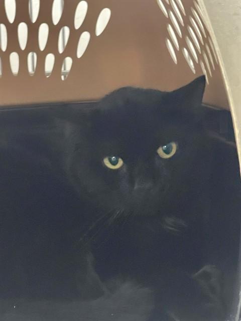 Enlarge SIR KITTY, a Adoptable Domestic Short Hair in Easton, MD image 1/1