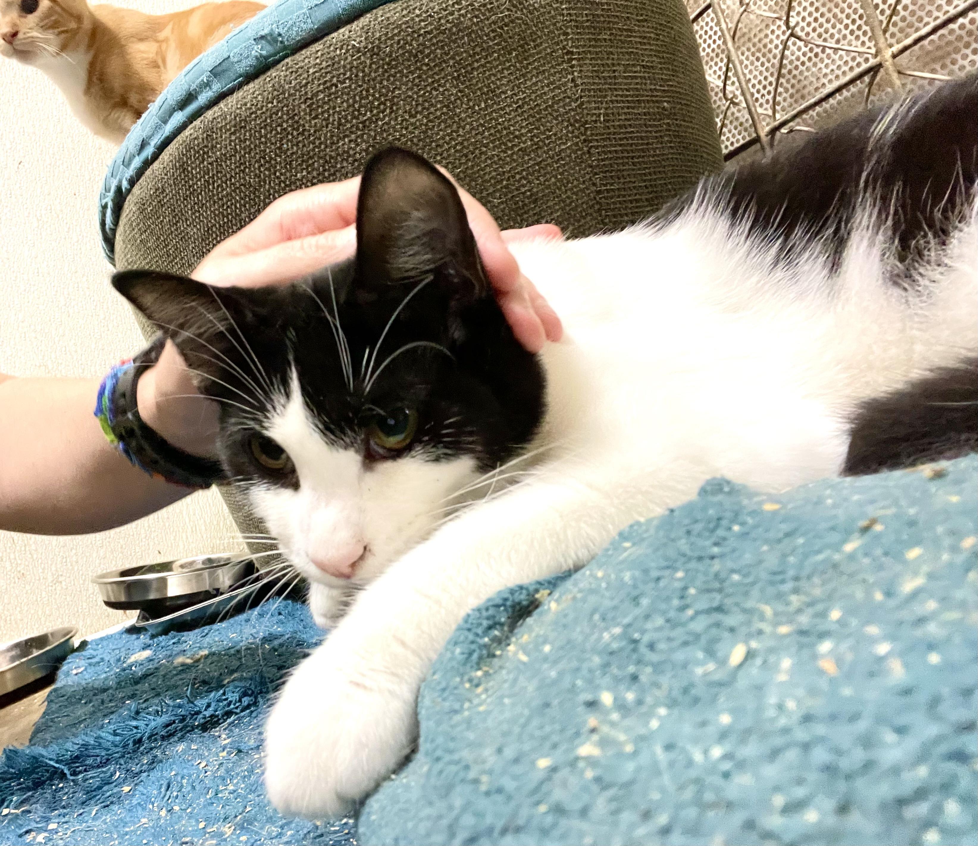 Enlarge Hesitate, a Adoptable mixed breed in Stanwood, WA image 1/6