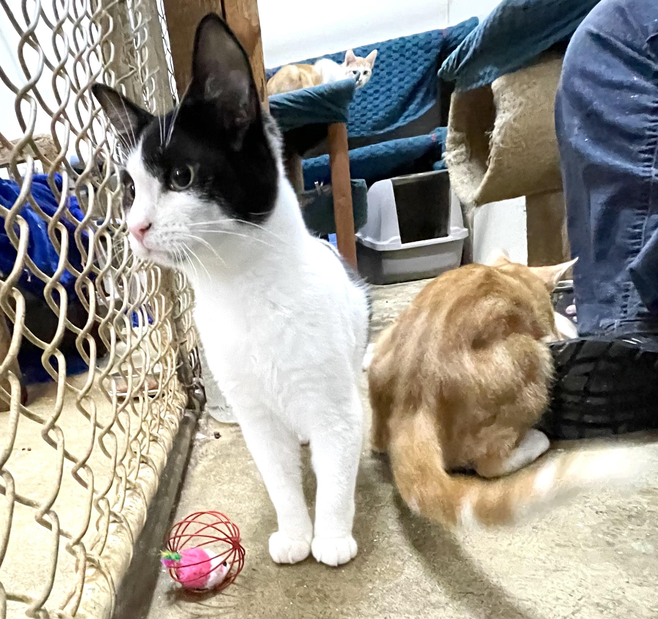 Enlarge Hesitate, a Adoptable mixed breed in Stanwood, WA image 4/6