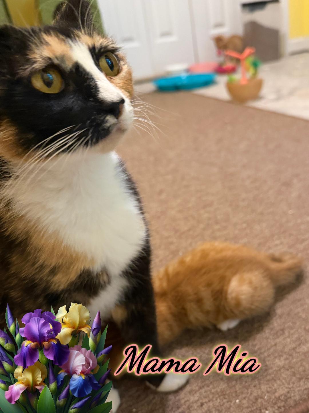 Mama Mia, ADOPTABLE, Adult Female Domestic Short Hair.