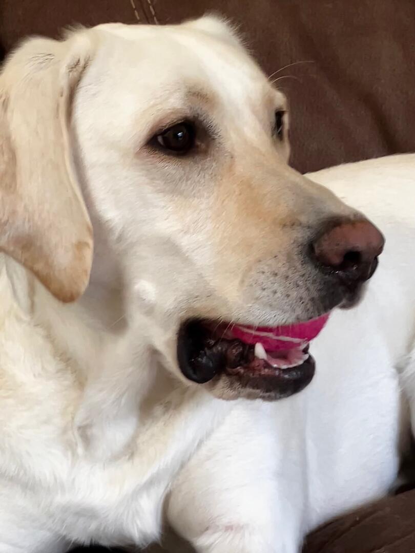 Enlarge Myles, an adopted Yellow Labrador Retriever in Indianapolis, IN image 5/5