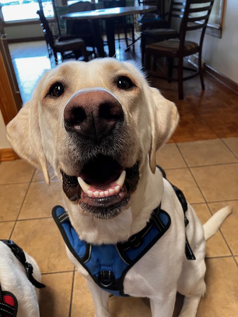 Enlarge Myles, an adopted Yellow Labrador Retriever in Indianapolis, IN image 2/5