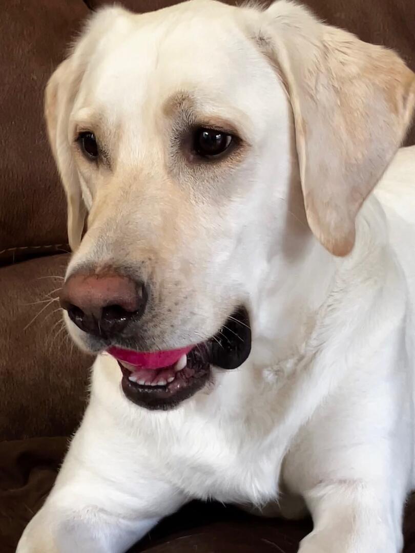 Enlarge Myles, an adopted Yellow Labrador Retriever in Indianapolis, IN image 4/5