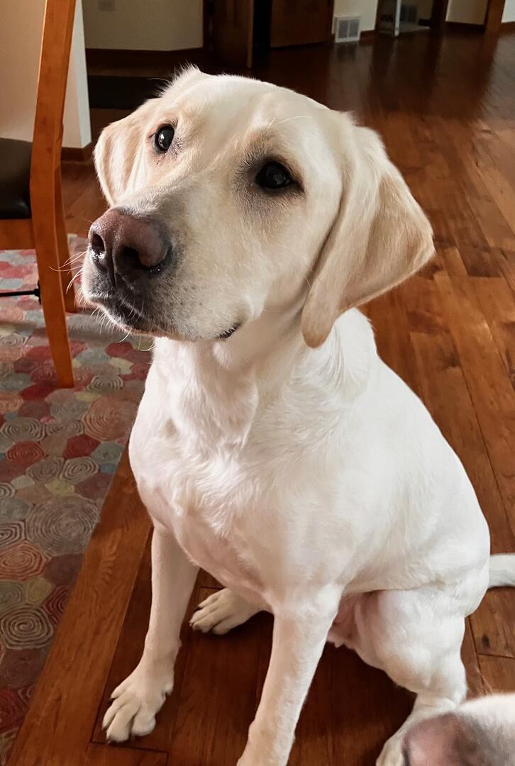 Enlarge Myles, an adopted Yellow Labrador Retriever in Indianapolis, IN image 1/5