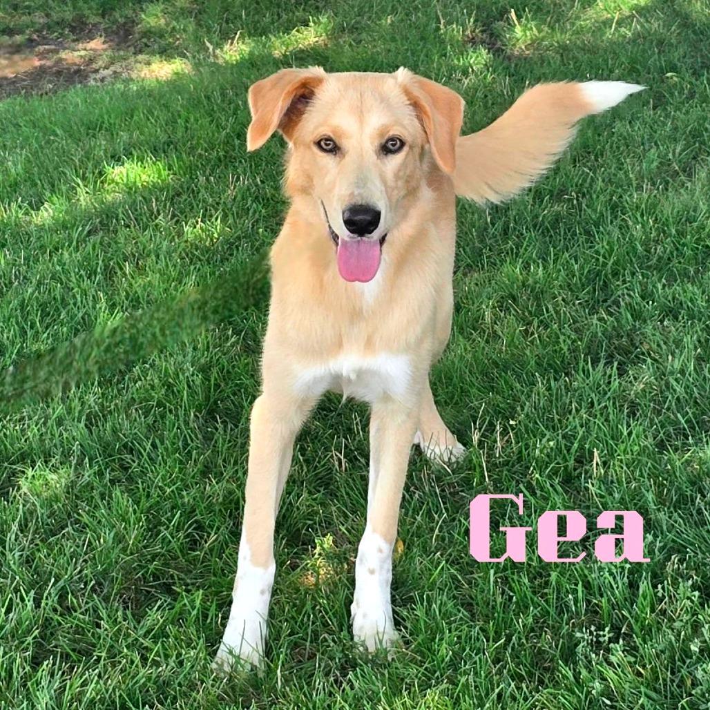 Gea, Adoptable, Adult Female Mixed Breed.