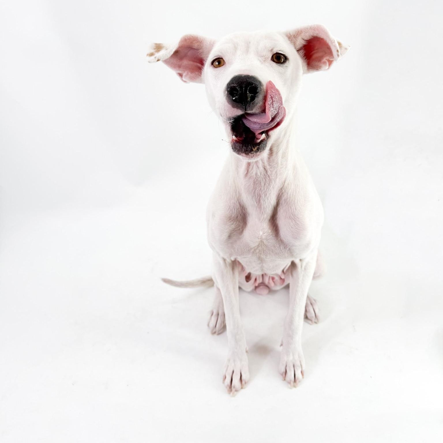 Enlarge Luna , a ADOPTABLE mixed breed in Scottsdale, AZ image 4/4