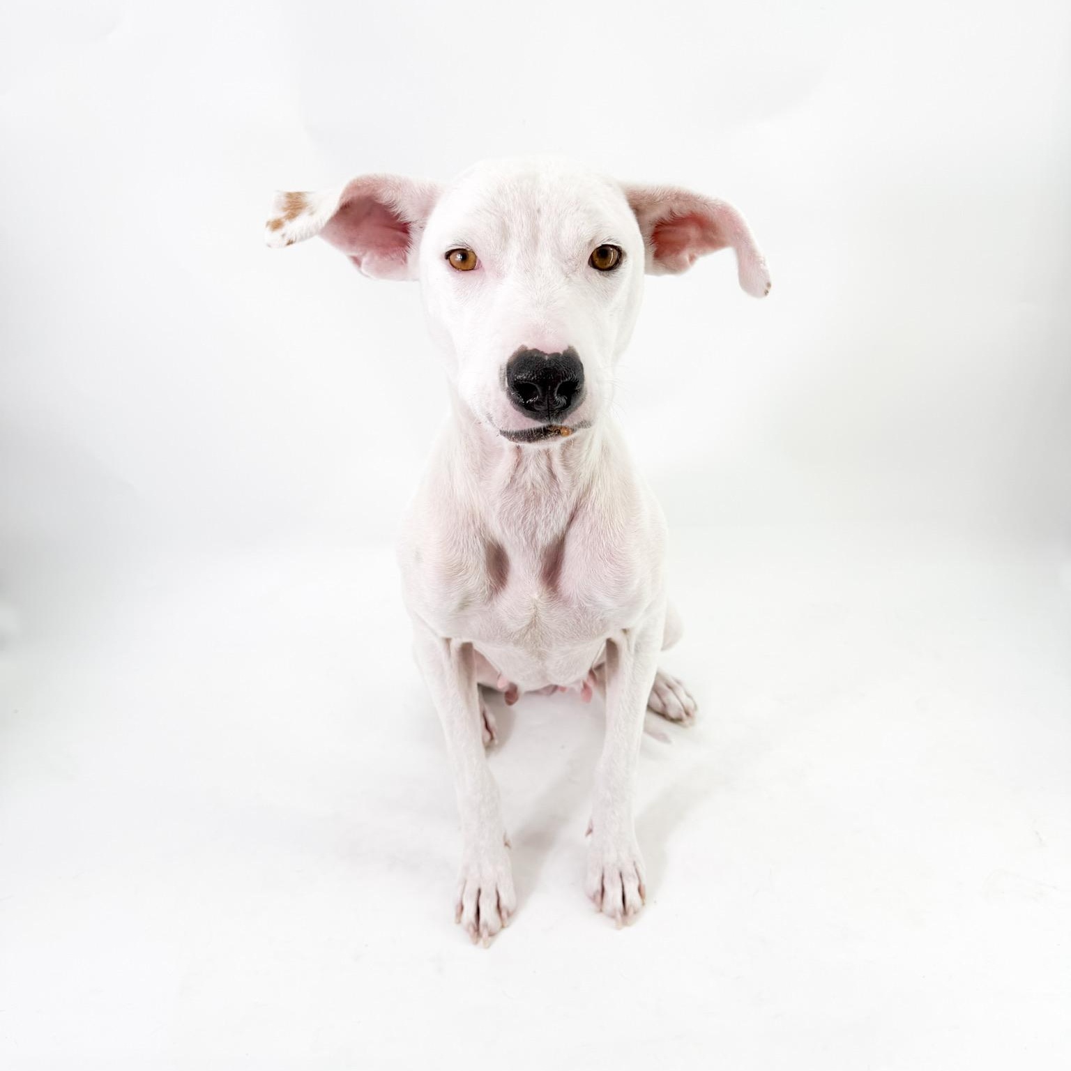 Enlarge Luna , a ADOPTABLE mixed breed in Scottsdale, AZ image 2/4