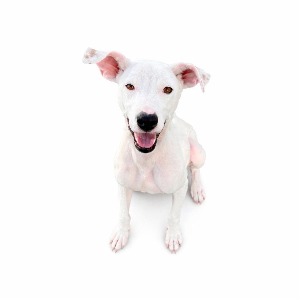 Luna , ADOPTABLE, Adult Female Pit Bull Terrier & Chihuahua.