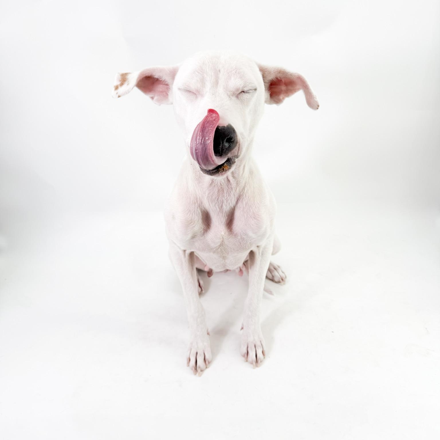 Enlarge Luna , a ADOPTABLE mixed breed in Scottsdale, AZ image 3/4