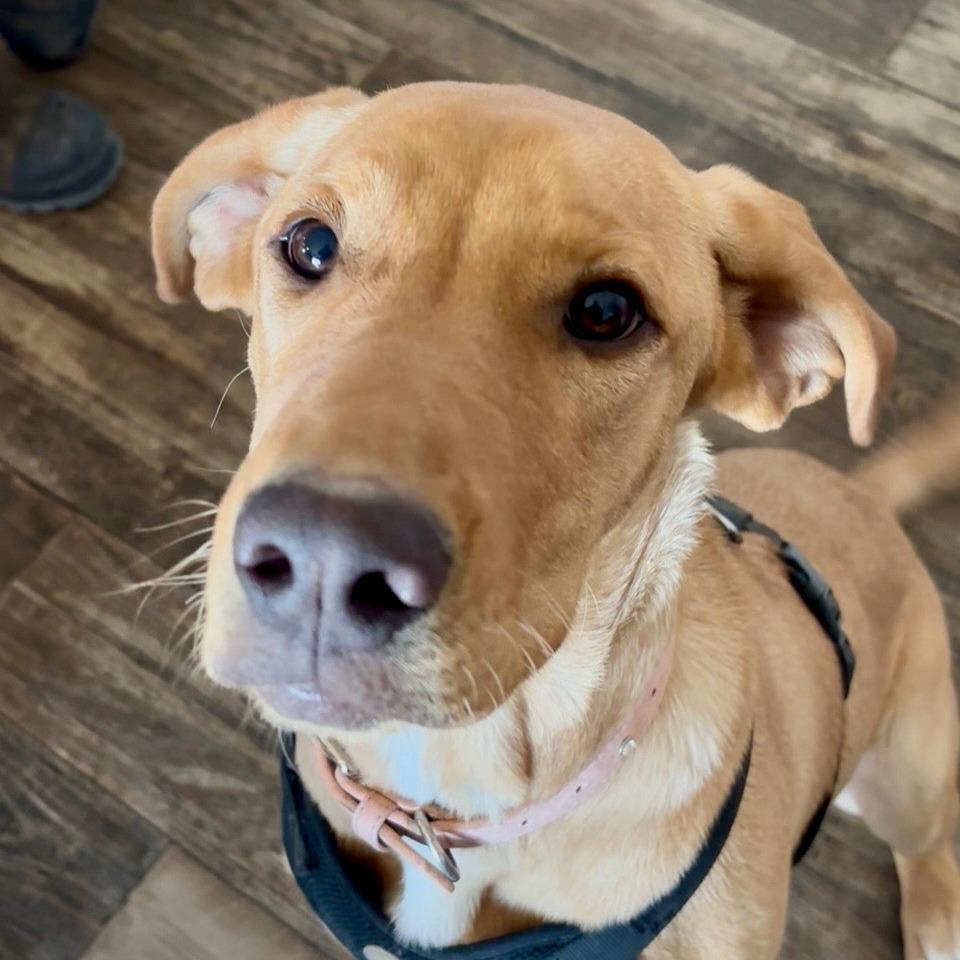 German Shepherd Lab Mix - Sheprador Breed Traits, image size:960x960