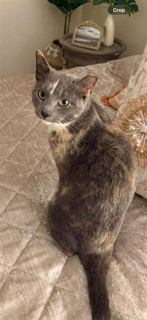 Enlarge PENNY, a Adoptable Domestic Short Hair in Westminster, MD image 1/1