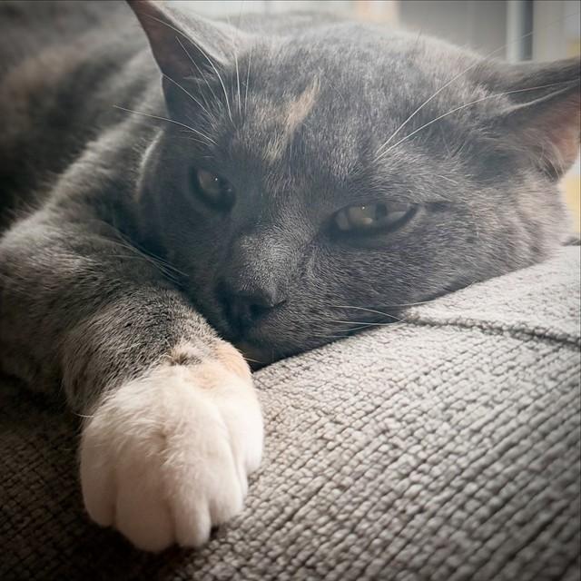 PENNY, Adoptable, Young Female Domestic Short Hair.