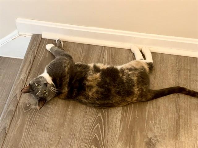 PENNY, Adoptable, Young Female Domestic Short Hair.