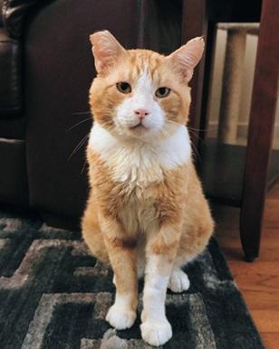 Purrince, Adoptable, Adult Male Domestic Short Hair & Tabby.