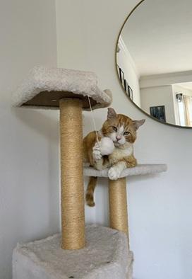 Purrince, a Adoptable mixed breed in San Francisco, CA image 4/6