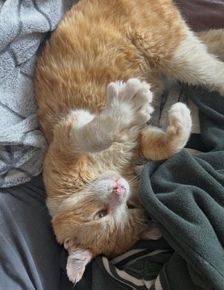 Purrince, a Adoptable mixed breed in San Francisco, CA image 5/6