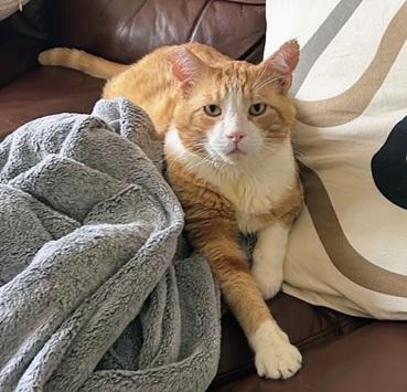 Purrince, a Adoptable mixed breed in San Francisco, CA image 6/6