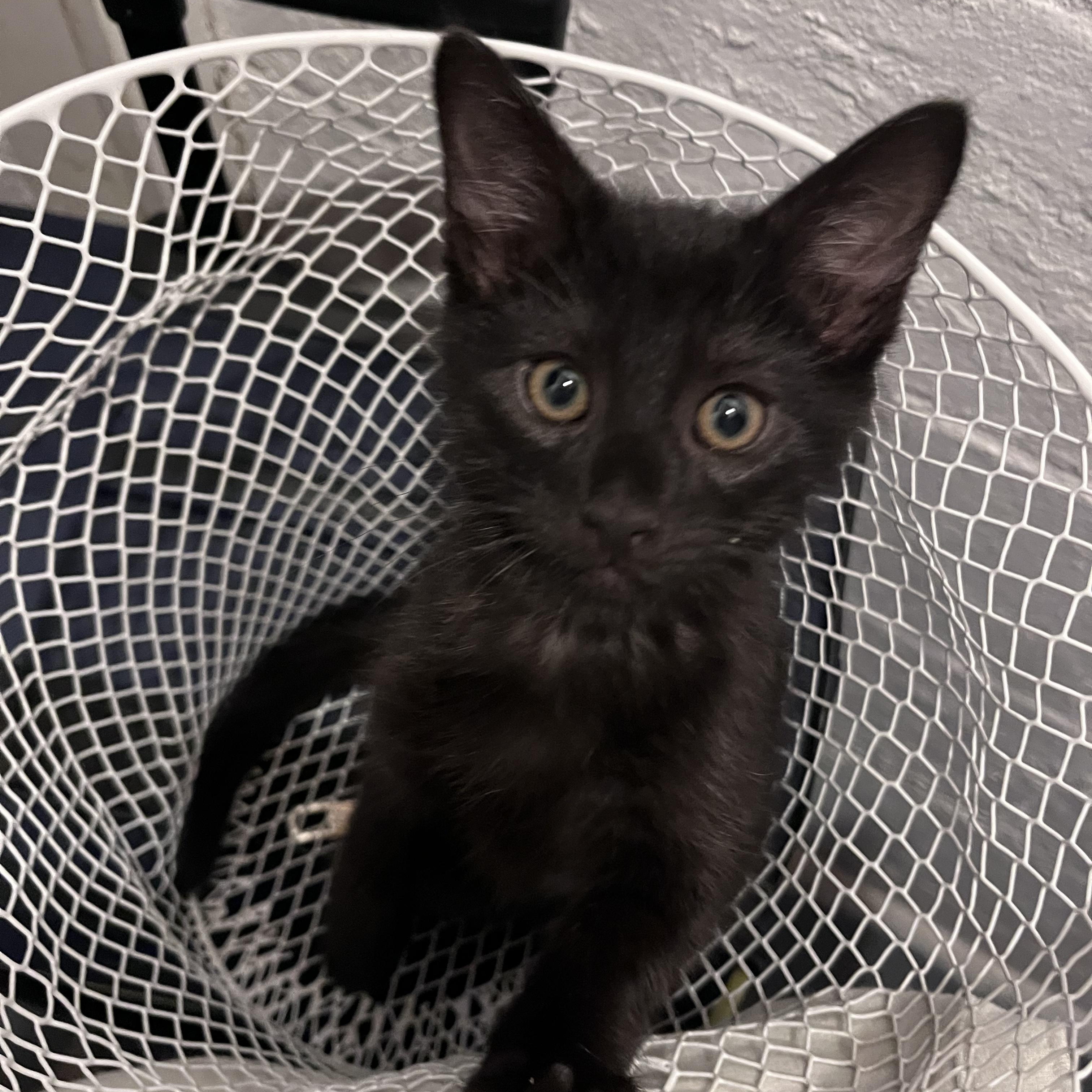 Simon, ADOPTABLE, Kitten Male Domestic Short Hair.