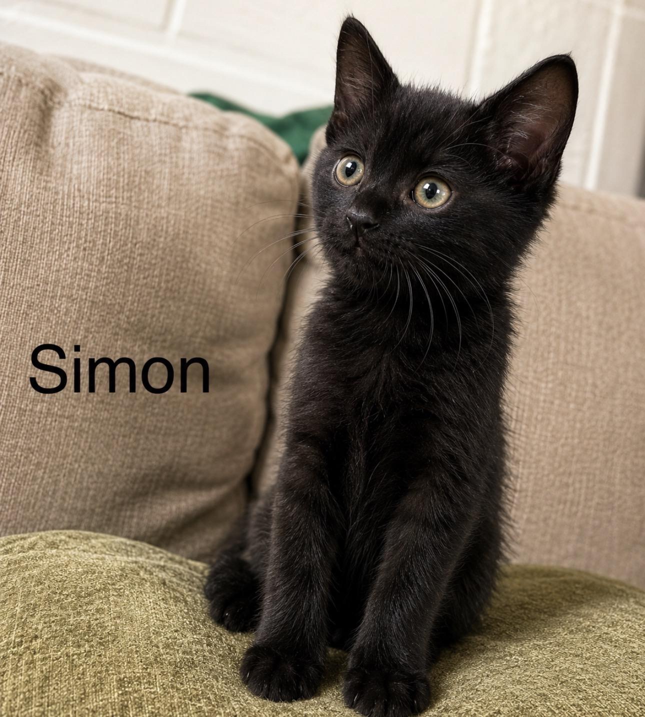Simon, a ADOPTABLE Domestic Short Hair in Youngstown, OH image 2/3